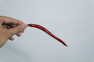 kvinnas fingrar innehav en skön röd varm chili peppar. isolerat på vit bakgrund. tömma plats för text. foto