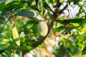 stänga upp manggo frukt på manggo träd med suddigt bakgrund foto