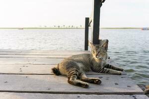 en katt är maklig avkopplande på en trä- bro förbi de strand, väntar för de solnedgång. foto