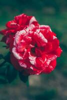 vackra rosa rosblommor på sommaren. natur bakgrund med blommande röda rosor. inspirerande naturlig blommig vårblommande trädgård eller park i bakgrunden. skönhet blomma vintage retro konstdesign. foto