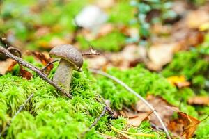 ätlig små svamp brun keps penny bulle leccinum i mossa höst skog bakgrund. svamp i de naturlig miljö. stor svamp makro stänga upp. inspirera naturlig sommar eller falla landskap. foto