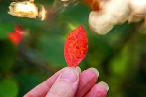 närbild naturlig höst falla se av kvinna hand innehav röd orange blad på suddig grön bakgrund i trädgård eller parkera. inspirera natur oktober eller september tapet. förändra av säsonger begrepp. foto