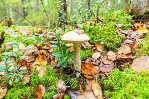 ätlig små svamp brun keps penny bulle leccinum i mossa höst skog bakgrund. svamp i de naturlig miljö. stor svamp makro stänga upp. inspirera naturlig sommar eller falla landskap. foto