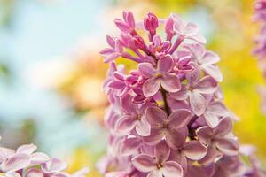 skön lukt violett lila lila blomma blommor i vår tid. stänga upp makro kvistar av lila selektiv fokus. inspirera naturlig blommig blomning trädgård eller parkera. ekologi natur landskap foto