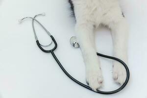 valp hund border collie tassar och stetoskop isolerad på vit bakgrund. liten hund på mottagning hos veterinärläkare på veterinärklinik foto
