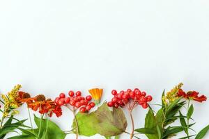 höst blommig sammansättning. ram tillverkad av höst växter viburnum bär orange blommor isolerat på vit bakgrund. höst falla naturlig växter ekologi tapet begrepp. platt lägga topp se, kopia Plats foto