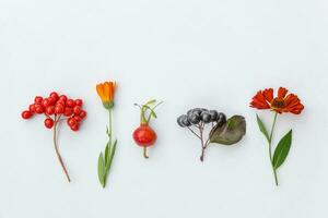 höst blommig sammansättning. växter viburnum rönn bär hund ros blommor färgrik löv isolerat på vit bakgrund. falla naturlig växter ekologi tapet begrepp. platt lägga topp se, kopia Plats foto