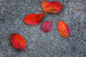 närbild naturlig höst falla se av röd orange blad liggande ner på trottoar jord bakgrund i trädgård eller parkera. inspirera natur oktober eller september tapet. förändra av säsonger begrepp. foto