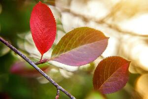 närbild naturlig höst falla se av röd orange blad glöd i Sol på suddig grön bakgrund i trädgård eller parkera. inspirera natur oktober eller september tapet. förändra av säsonger begrepp. foto