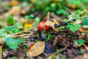 ätlig små svamp russula med röd rödbrun keps i mossa höst skog bakgrund. svamp i de naturlig miljö. stor svamp makro stänga upp. inspirera naturlig sommar eller falla landskap. foto