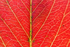 närbild höst falla extrem makro textur se av röd orange grön trä ark träd blad glöd i Sol bakgrund. inspirera natur oktober eller september tapet. förändra av säsonger begrepp. foto