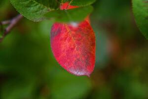 närbild naturlig höst falla se av röd orange blad glöd i Sol på suddig grön bakgrund i trädgård eller parkera. inspirera natur oktober eller september tapet. förändra av säsonger begrepp. foto