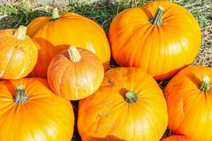 naturlig höst falla se pumpa på eco bruka bakgrund. inspirera oktober eller september tapet. förändra av årstider, mogen organisk mat begrepp. halloween fest tacksägelse dag. foto