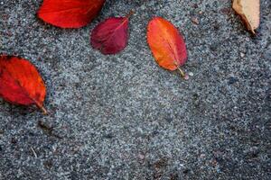 närbild naturlig höst falla se av röd orange blad liggande ner på trottoar jord bakgrund i trädgård eller parkera. inspirera natur oktober eller september tapet. förändra av säsonger begrepp. foto