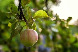 perfekt röd grön äpple växande på träd i organisk äpple fruktträdgård. höst falla se på Land stil trädgård. friska mat vegan vegetarian bebis bantning begrepp. lokal- trädgård producera rena mat. foto