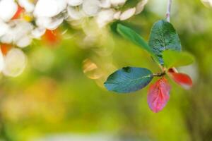 närbild naturlig höst falla se av röd orange blad glöd i Sol på suddig grön bakgrund i trädgård eller parkera. inspirera natur oktober eller september tapet. förändra av säsonger begrepp. foto