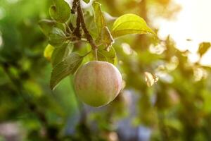 perfekt röd grön äpple växande på träd i organisk äpple fruktträdgård. höst falla se på Land stil trädgård. friska mat vegan vegetarian bebis bantning begrepp. lokal- trädgård producera rena mat. foto