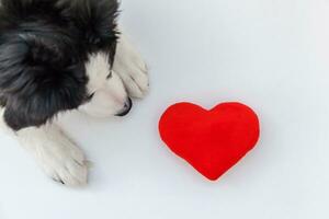 rolig studioporträtt av söt leende hundvalp border collie med rött hjärta isolerad på vit bakgrund foto