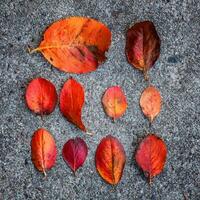 närbild naturlig höst falla se av röd orange blad liggande ner på trottoar jord bakgrund i trädgård eller parkera. inspirera natur oktober eller september tapet. förändra av säsonger begrepp. foto