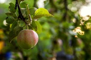 perfekt röd grön äpple växande på träd i organisk äpple fruktträdgård. höst falla se på Land stil trädgård. friska mat vegan vegetarian bebis bantning begrepp. lokal- trädgård producera rena mat. foto