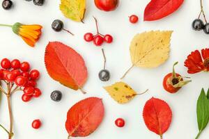 höst blommig sammansättning. växter viburnum rönn bär hund ros färsk blommor färgrik löv isolerat på vit bakgrund. falla naturlig växter ekologi tapet begrepp. platt lägga, topp se foto