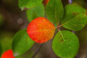 närbild naturlig höst falla se av röd orange blad glöd i Sol på suddig grön bakgrund i trädgård eller parkera. inspirera natur oktober eller september tapet. förändra av säsonger begrepp. foto