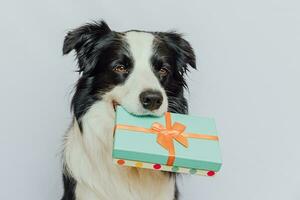 hundvalp border collie håller grön presentask i munnen isolerad på vit bakgrund. jul nyår födelsedag alla hjärtans firande nuvarande koncept. husdjurshund på semesterdagen ger gåva. Jag är ledsen. foto