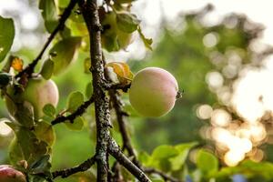 perfekt röd grön äpple växande på träd i organisk äpple fruktträdgård. höst falla se på Land stil trädgård. friska mat vegan vegetarian bebis bantning begrepp. lokal- trädgård producera rena mat. foto