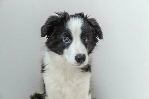 rolig studio porträtt av söt leende hundvalp border collie på vit bakgrund foto