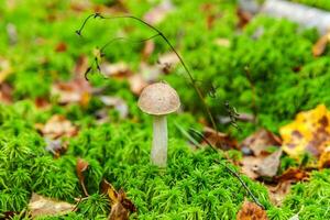 ätlig små svamp brun keps penny bulle leccinum i mossa höst skog bakgrund. svamp i de naturlig miljö. stor svamp makro stänga upp. inspirera naturlig sommar eller falla landskap. foto