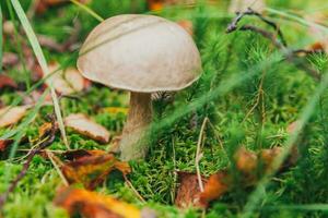 ätlig små svamp brun keps penny bulle leccinum i mossa höst skog bakgrund. svamp i de naturlig miljö. stor svamp makro stänga upp. inspirera naturlig sommar eller falla landskap. foto