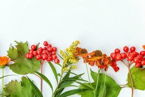 höst blommig sammansättning. ram tillverkad av höst växter viburnum bär orange blommor isolerat på vit bakgrund. höst falla naturlig växter ekologi tapet begrepp. platt lägga topp se, kopia Plats foto