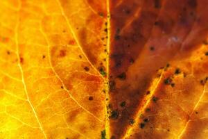 närbild höst falla extrem makro textur se av röd orange grön trä ark träd blad glöd i Sol bakgrund. inspirera natur oktober eller september tapet. förändra av säsonger begrepp. foto