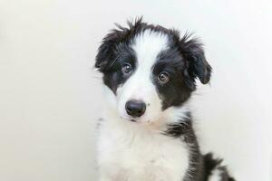 rolig studio porträtt av söt leende hundvalp border collie på vit bakgrund foto