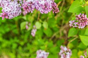 skön lukt violett lila lila blomma blommor i vår tid. stänga upp makro kvistar av lila selektiv fokus. inspirera naturlig blommig blomning trädgård eller parkera. ekologi natur landskap foto