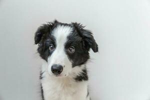 rolig studio porträtt av söt leende hundvalp border collie på vit bakgrund foto