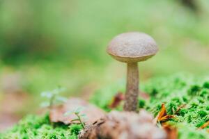 ätlig små svamp med brun keps penny bulle leccinum i mossa höst skog bakgrund. svamp i de naturlig miljö. stor svamp makro stänga upp. inspirera naturlig sommar falla landskap foto