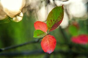 närbild naturlig höst falla se av röd orange blad glöd i Sol på suddig grön bakgrund i trädgård eller parkera. inspirera natur oktober eller september tapet. förändra av säsonger begrepp. foto