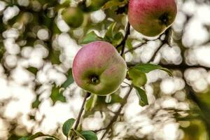 perfekt röd grön äpple växande på träd i organisk äpple fruktträdgård. höst falla se på Land stil trädgård. friska mat vegan vegetarian bebis bantning begrepp. lokal- trädgård producera rena mat. foto