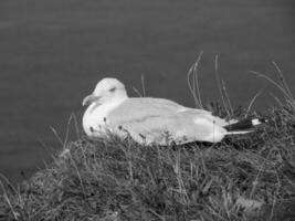 helgoland ön i Nordsjön foto