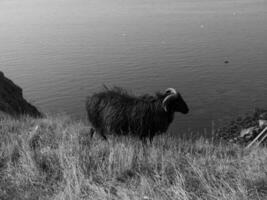 helgoland ön i Nordsjön foto