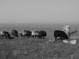 helgoland ön i Nordsjön foto