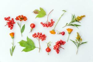 höst blommig sammansättning. växter viburnum bär hund ros orange och gul blommor isolerat på vit bakgrund. höst falla naturlig växter ekologi tapet begrepp. platt lägga topp se, kopia Plats foto