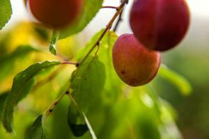 perfekt röd plommon växande på träd i organisk plommon fruktträdgård. höst falla se på Land stil trädgård. friska mat vegan vegetarian bebis bantning begrepp. lokal- trädgård producera rena mat. foto