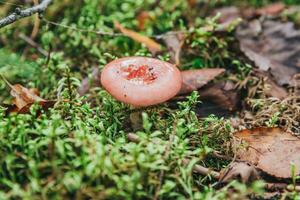 ätlig små svamp russula med röd rödbrun keps i mossa höst skog bakgrund. svamp i de naturlig miljö. stor svamp makro stänga upp. inspirera naturlig sommar eller falla landskap. foto