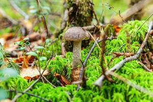 ätlig små svamp brun keps penny bulle leccinum i mossa höst skog bakgrund. svamp i de naturlig miljö. stor svamp makro stänga upp. inspirera naturlig sommar eller falla landskap. foto