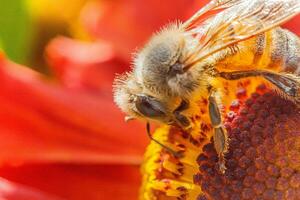 honung bi täckt med gul pollen dryck nektar, pollinerande orange blomma. inspirera naturlig blommig vår eller sommar blomning trädgård bakgrund. liv av insekter. makro stänga upp selektiv fokus. foto