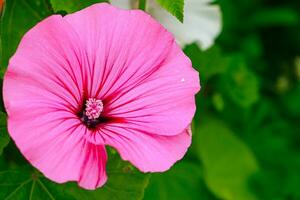 rosa blomma lavatera reste sig malva foto