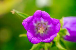 vild lila blåklocka blommor. foto