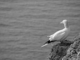 de tysk ö av helgoland foto